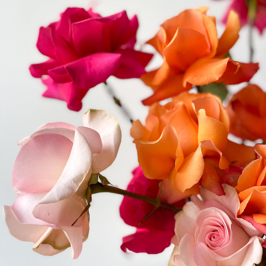 La Bomba Rosa