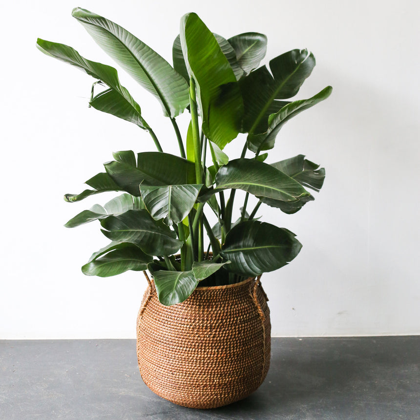 Strelitzia im Topf