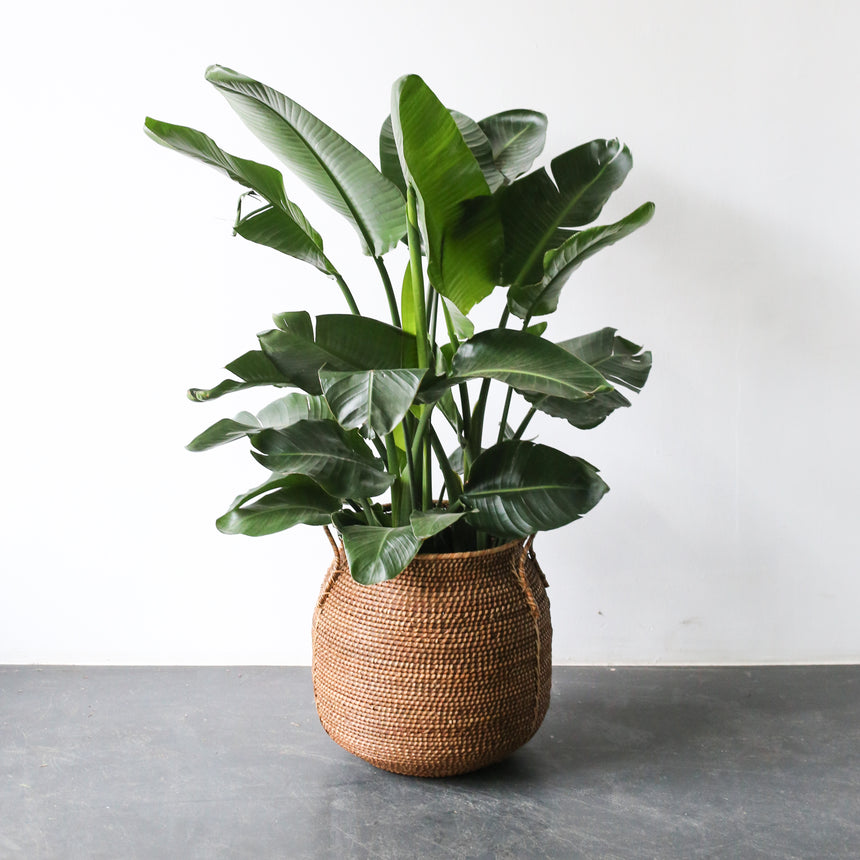 Strelitzia in pot