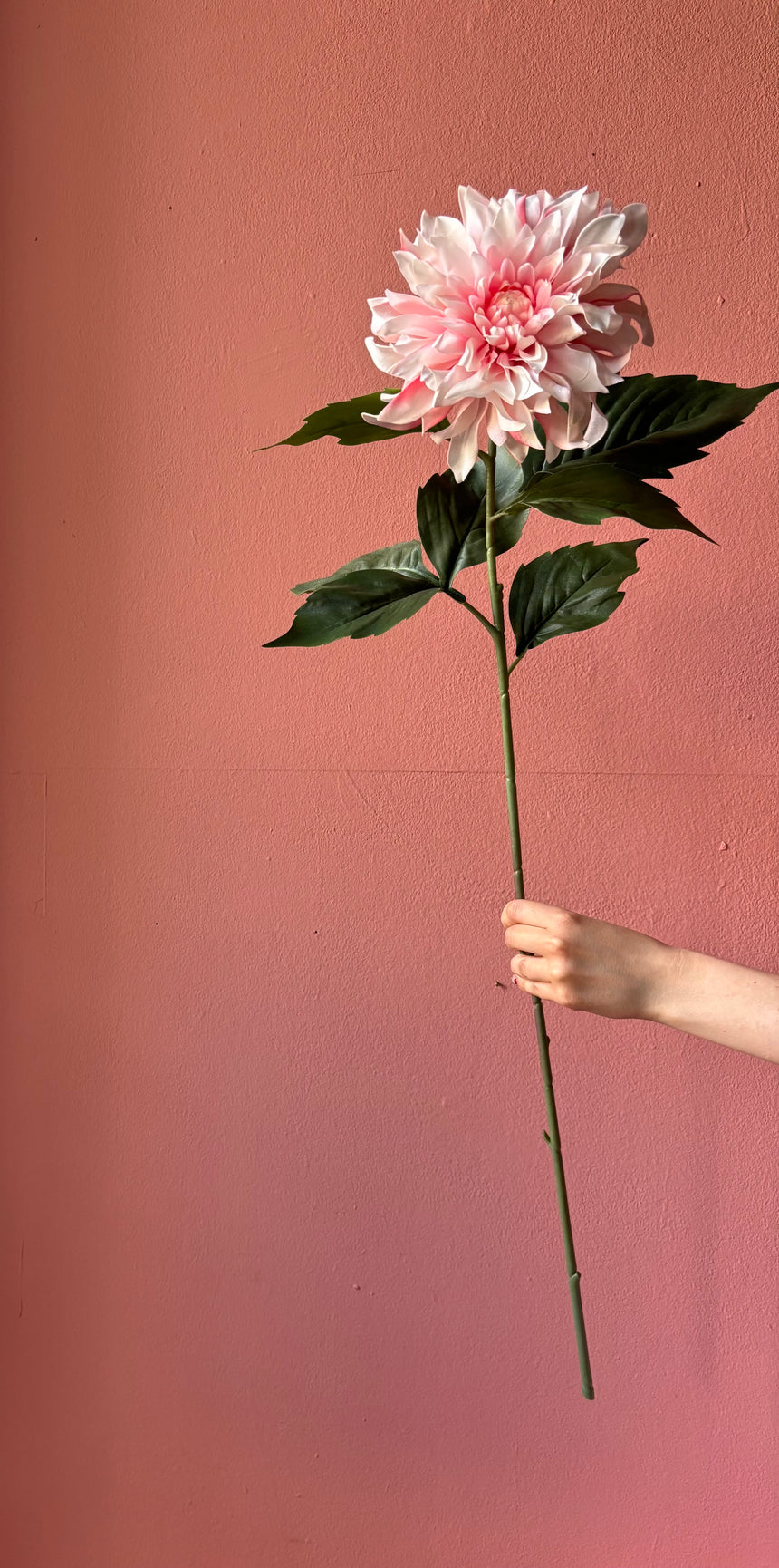 Blush Dahlia – Everlasting Collection