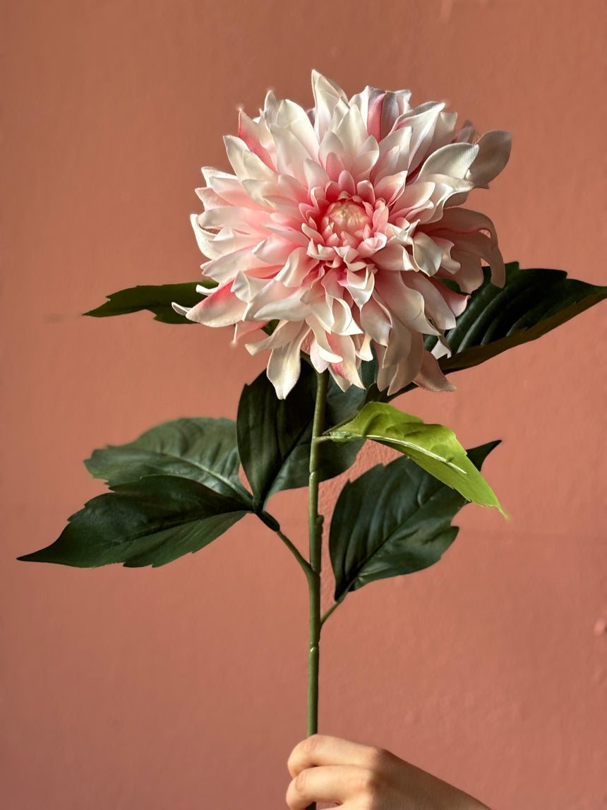 Blush Dahlia – Everlasting Collection