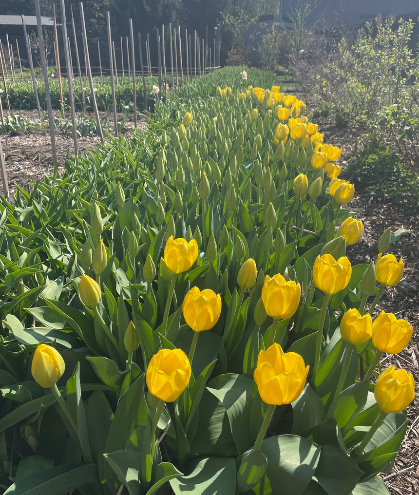 Quietschende Tulpen aus dem Marsanogarten