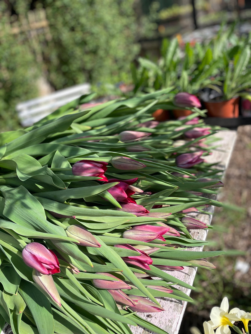 Quietschende Tulpen aus dem Marsanogarten