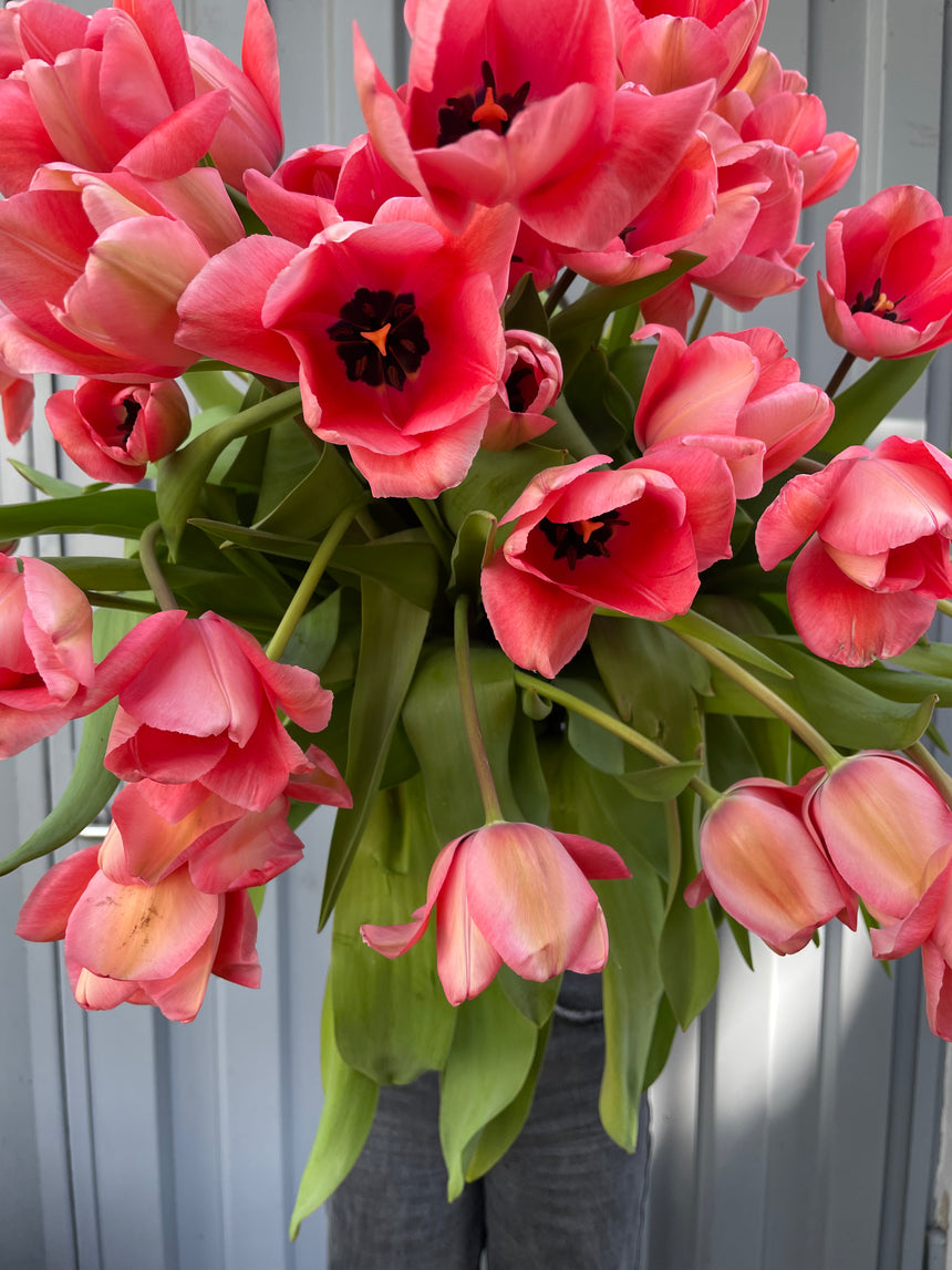 Quietschende Tulpen aus dem Marsanogarten
