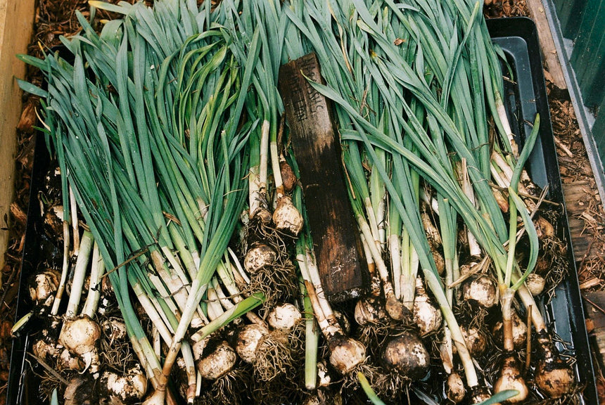 Quietschende Tulpen aus dem Marsanogarten