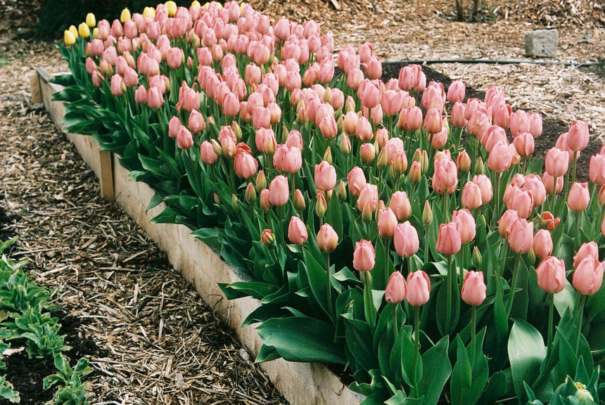 Quietschende Tulpen aus dem Marsanogarten