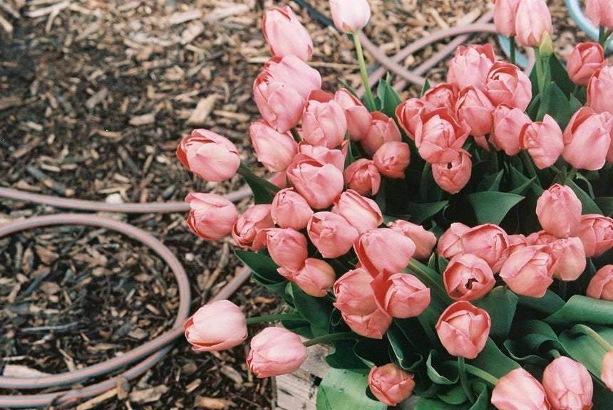 Quietschende Tulpen aus dem Marsanogarten